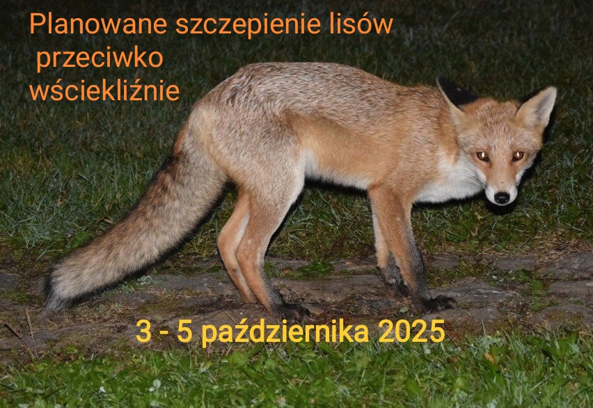 Szczepienie lisów przeciwko wściekliźnie